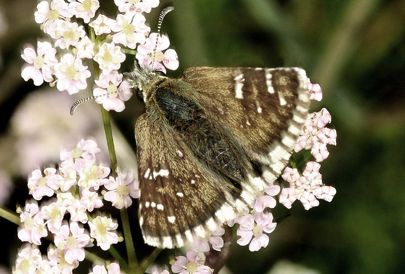 Pyrgus da id. Pyrgus serratulae - Hesperiidae